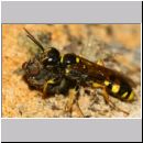 Mellinus arvensis - Kotwespe w48j beim Nesteintrag - Sandgrube Niedringhaussee.jpg